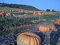 COLLINES