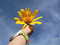 Sunflower Green