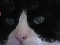 CATFACE