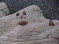 tepidish