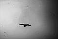 Hanna_Shanti