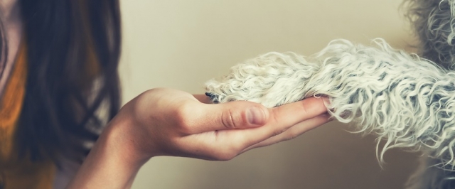 The Role of Traditional Wisdom in Dog Training in Anaheim