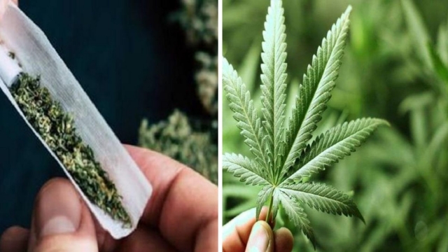Should Marijuana Be Legalized