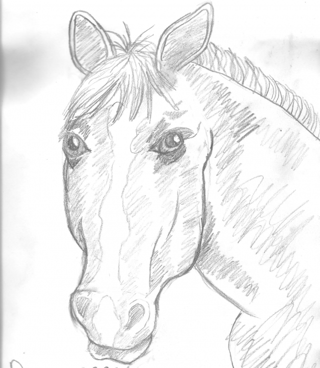 seeing-shapes-in-a-horses-head