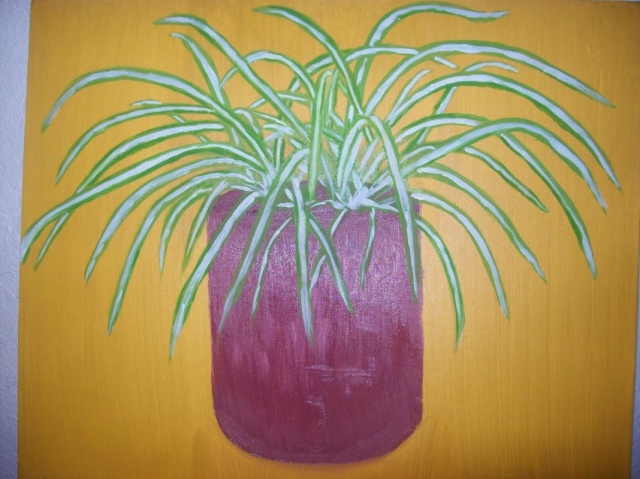 My Spider Plant