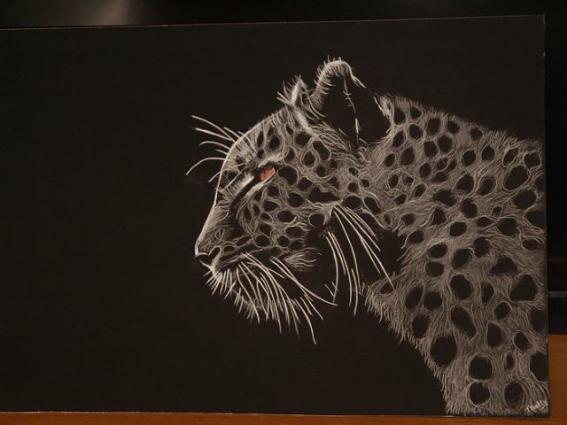 cheetah
