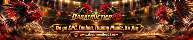 Đá Gà Trực Tiếp 28 Thomo, Tonhon mới nhất