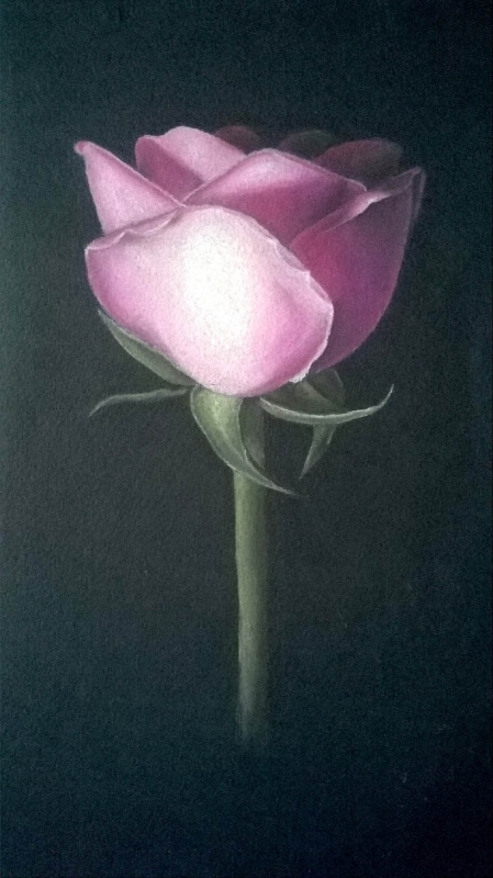 Pastel Rose