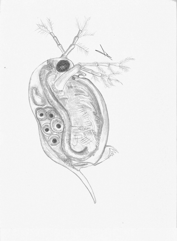drawings5