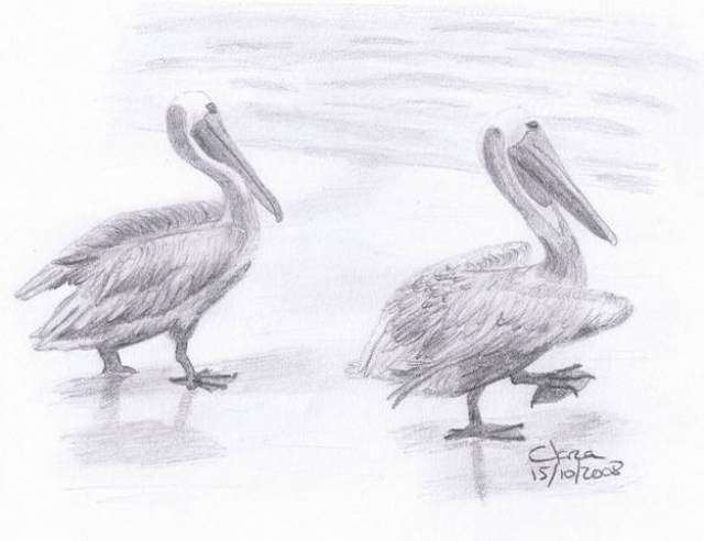 Pelicans