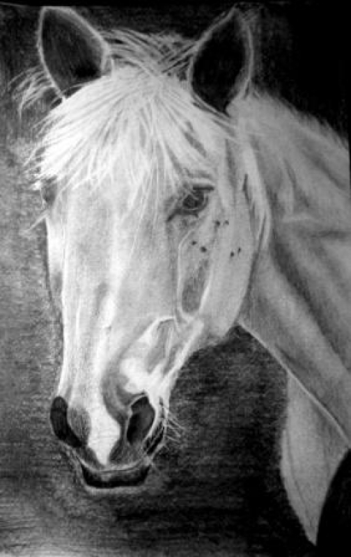 horse-comments invited