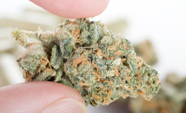 A Comprehensive Guide to Buying THCa Flower Online