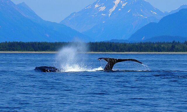 Whale Watching Alaska – Everything You Need To Know