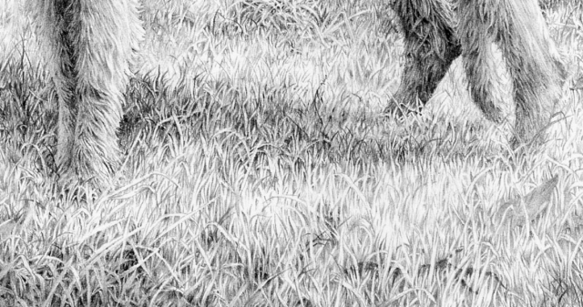 spinney-lane-grass