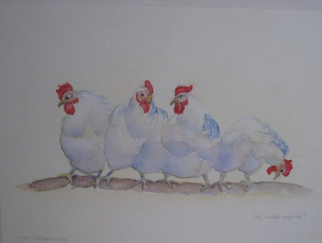 chickens network