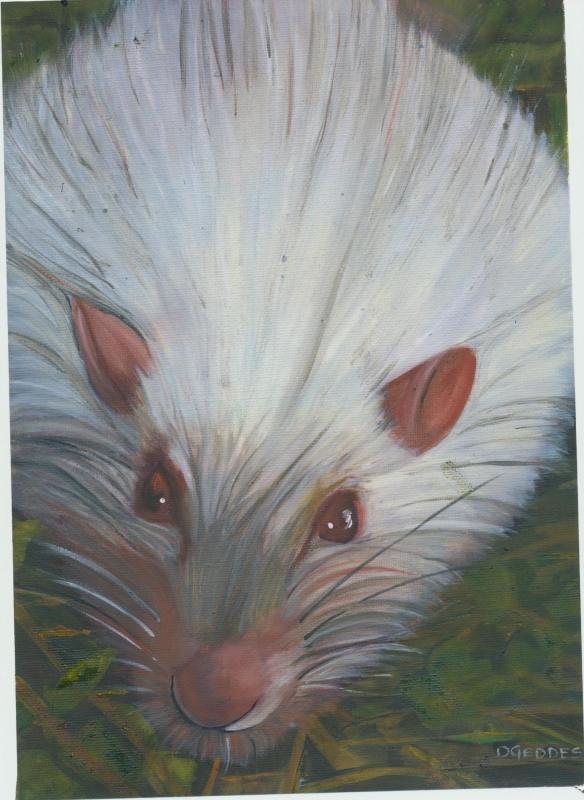 Rufus