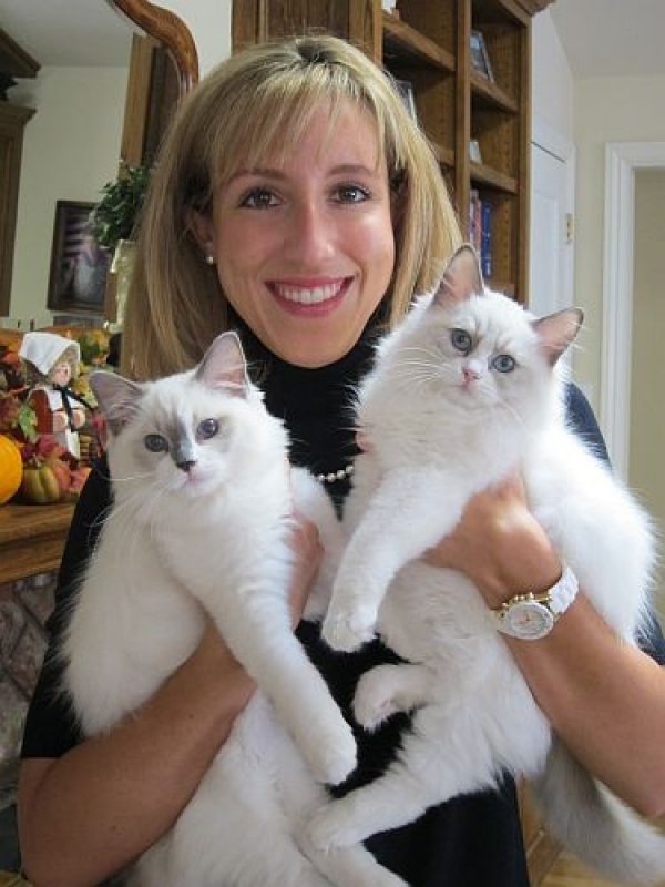 Ragdolls cats