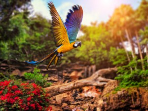 Air & 7-Day Independent Tour of Costa  Rica