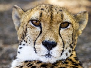 Air & 8-Day Kenya African Safari Tour