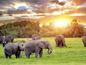 Africa & Safari Tour with Air, Hotels, Meals