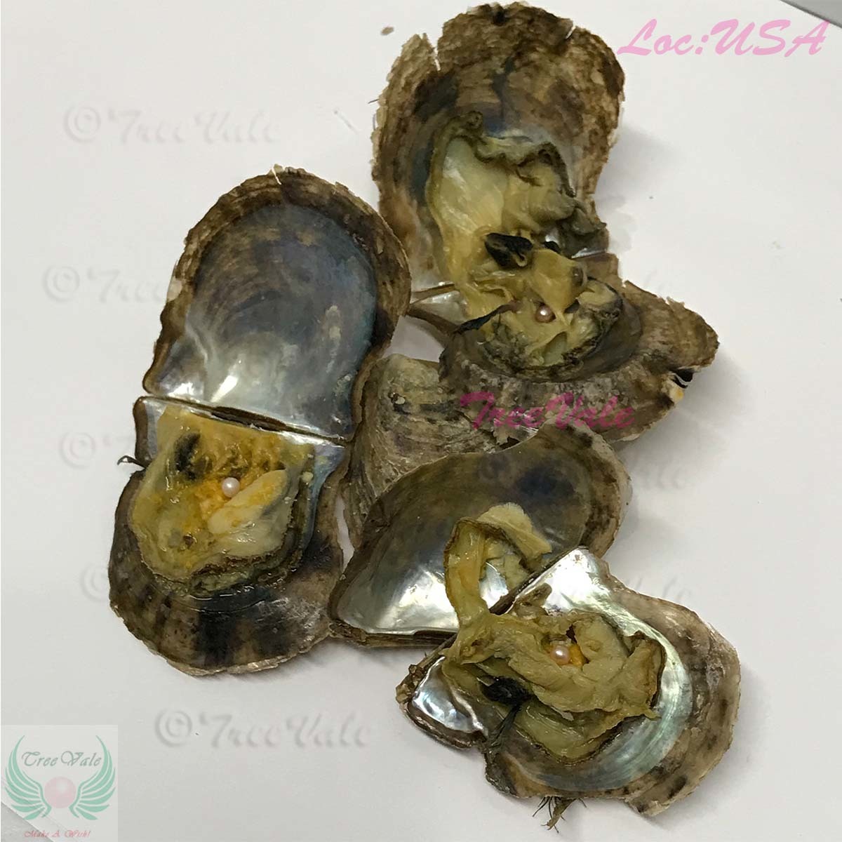 Akoya Oysters with 34mm Round Pearls