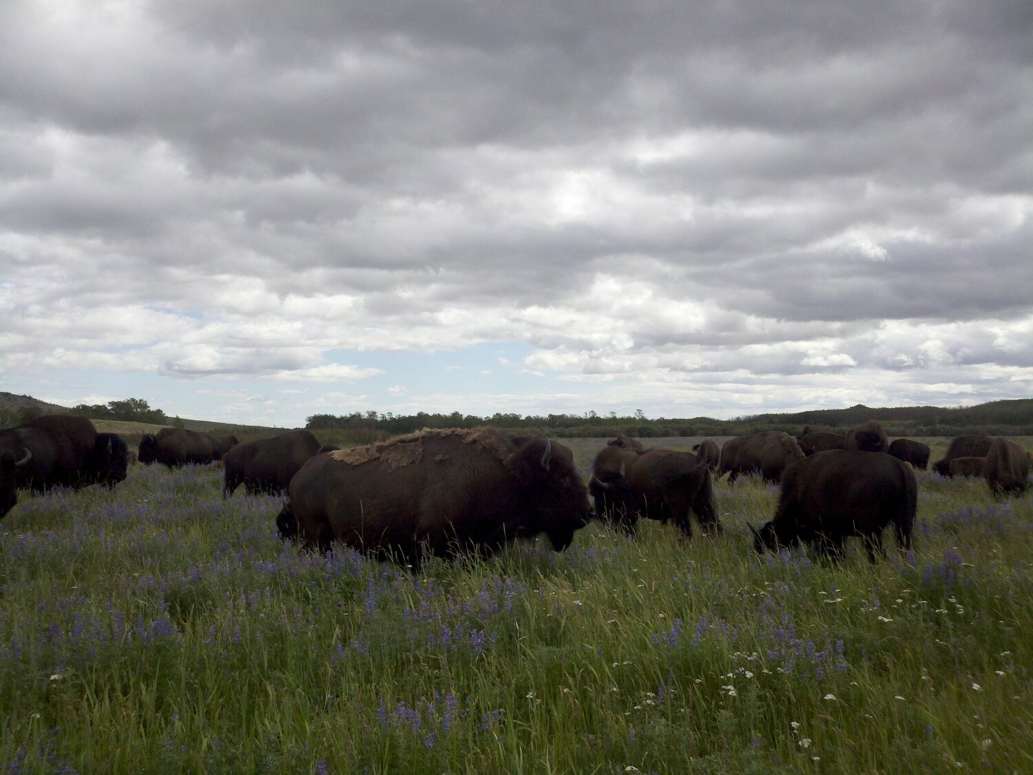 Grass Fed Basic Bison Bundle