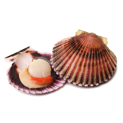 Scottish King Scallops (Sold in 6's)