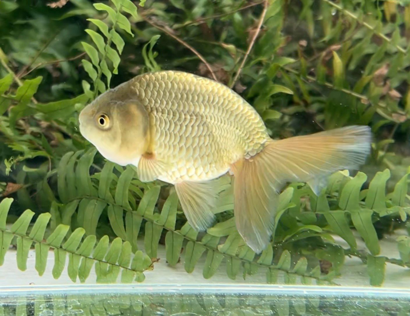 Bronze Phoenixtail Ranchu (4.5”) - Free Shipping