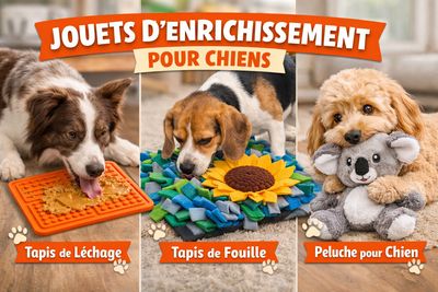Accessoires et jouets pour chiens