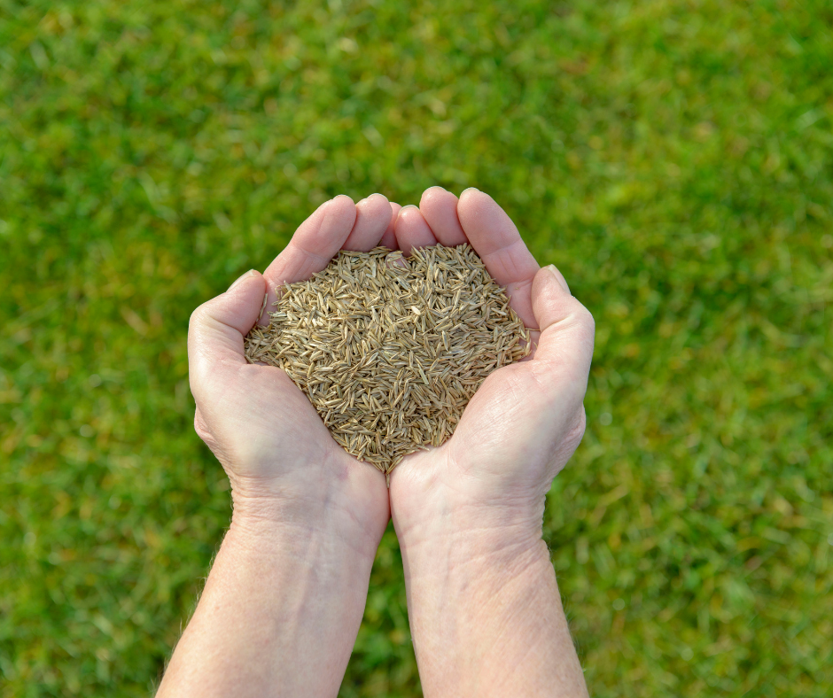 Lawn Seed
