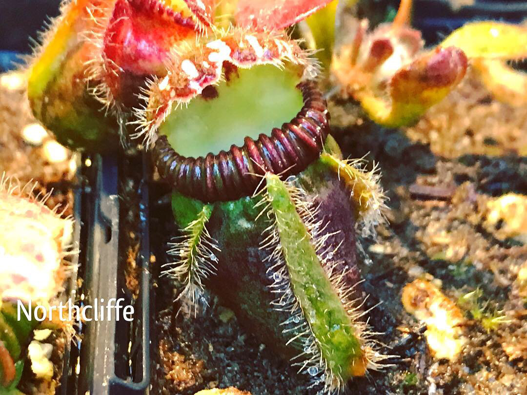 Cephalotus Carnivorous plants for sale Canada