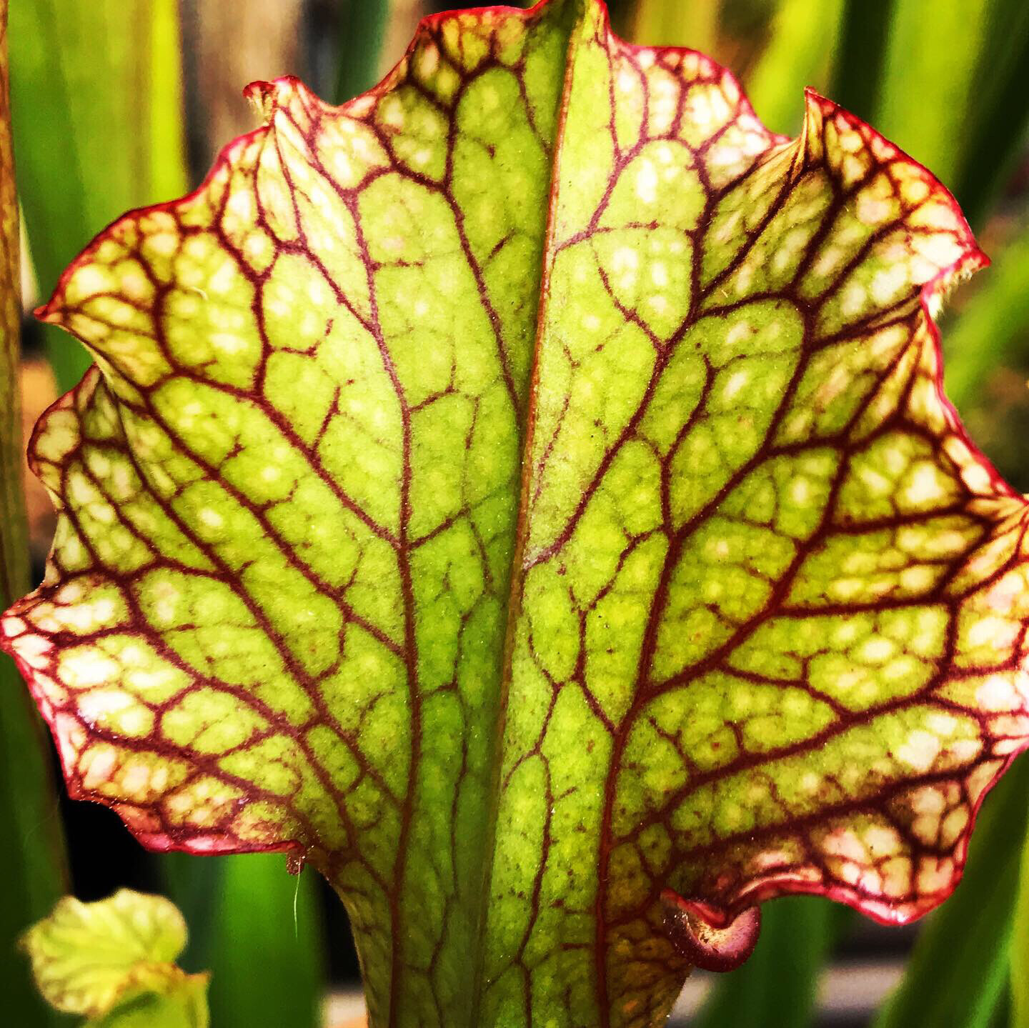 Sarracenia “Judith Hindle” pitcher plant for sale Canada