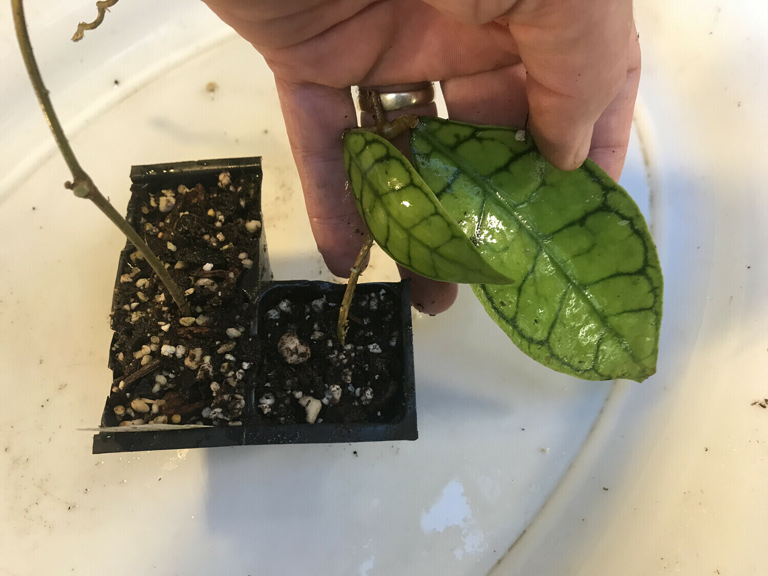 Hoya For sale Canada Hoya callistophylla