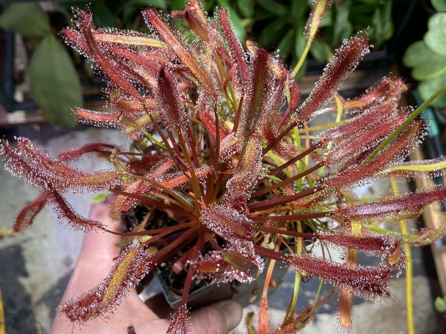 Drosera capensis "Big Pink " Cape Sundew