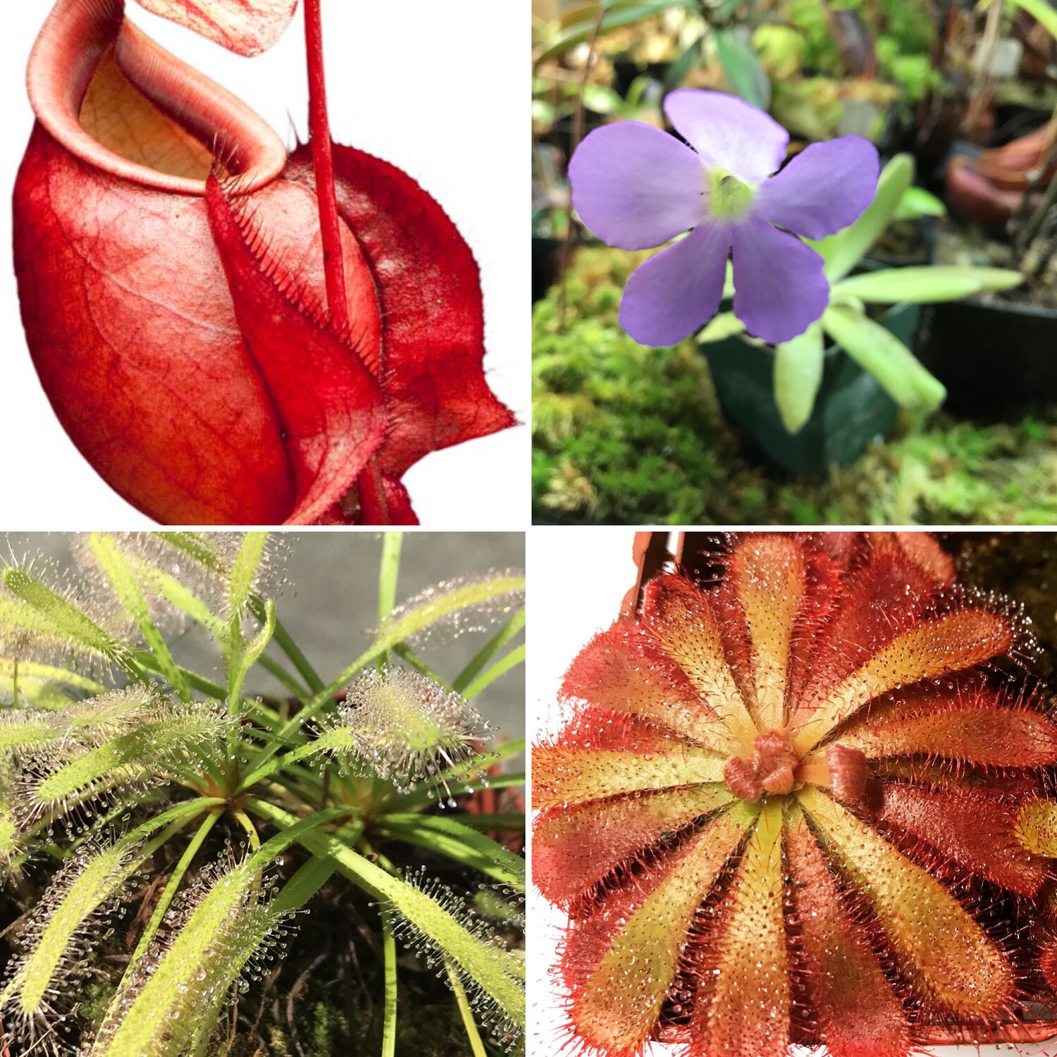 Nepenthes for sale Carnivorous plants for sale Canada