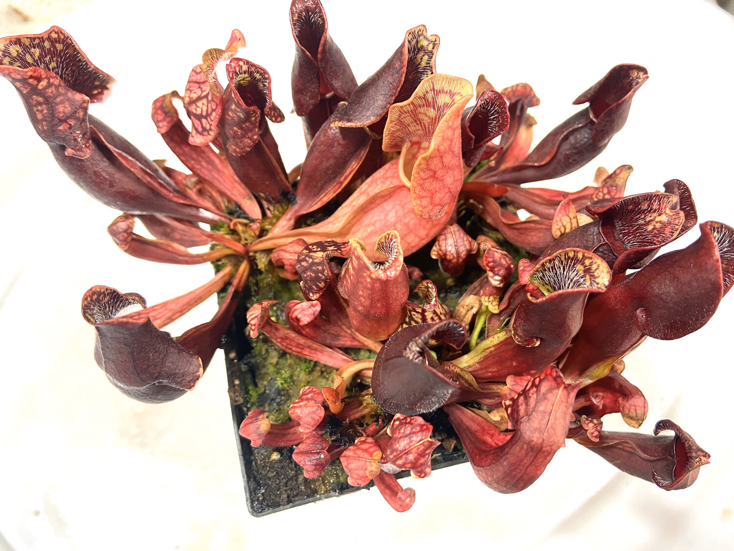 Sarracenia purpurea Venosa Var Montana plant for sale Canada