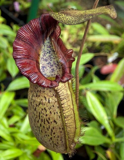 Nepenthes spathulata x Spectabilis Carnivorous Plants for sale Canada