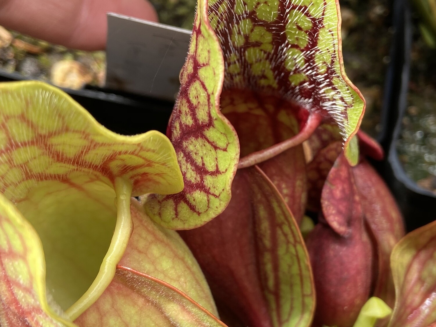 Sarracenia purpurea pitcher plant for sale Canada