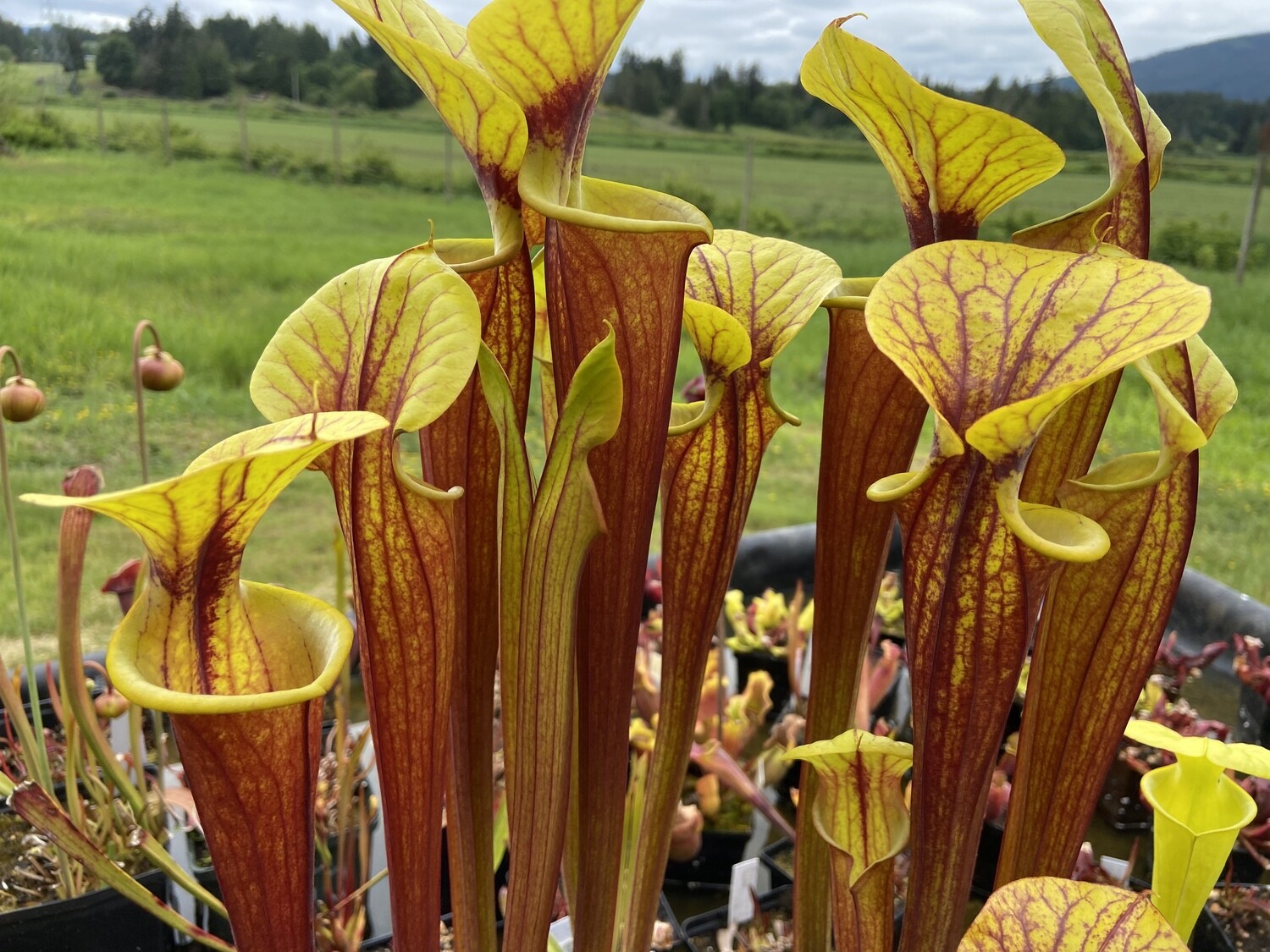 Sarracenia flava var. rubicorpora pitcher plant for sale Canada