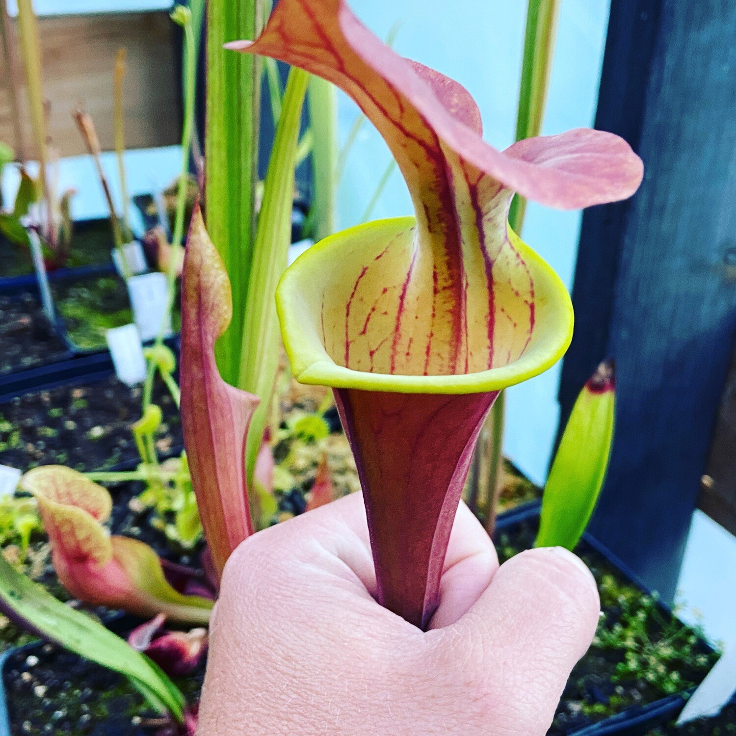 Sarracenia flava var. rugelii pitcher plant for sale Canada