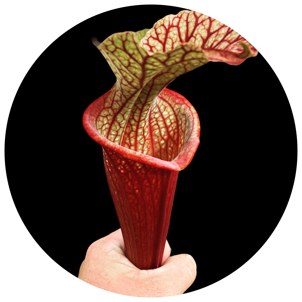 SARRACENIA / NORTH AMERICAN PITCHER PLANTS FOR SALE