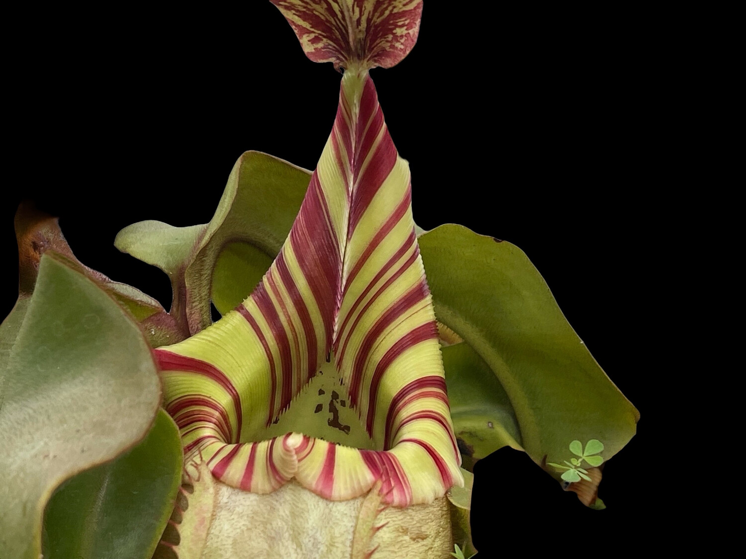 Nepenthes Veitchii Carnivorous plants for sale Canada