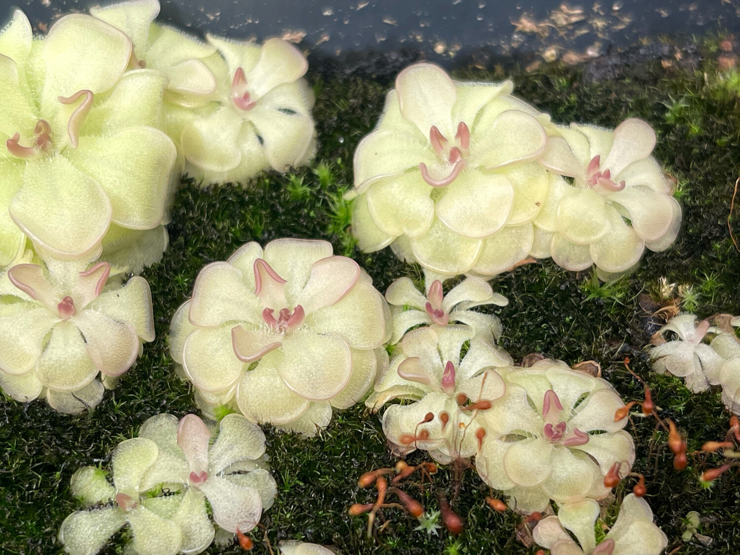 Pinguicula Butterwort for sale Canada