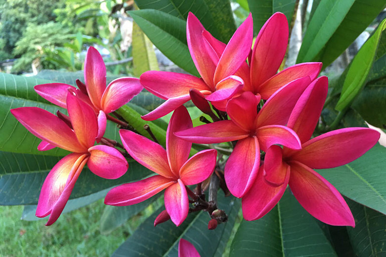 Plumerias for sale Canada
