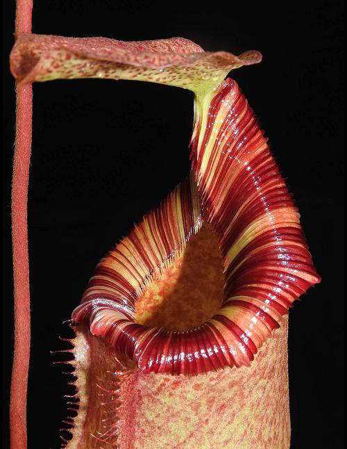 Nepenthes sibuyanensis x (veitchii x lowii) for sale Carnivorous plants