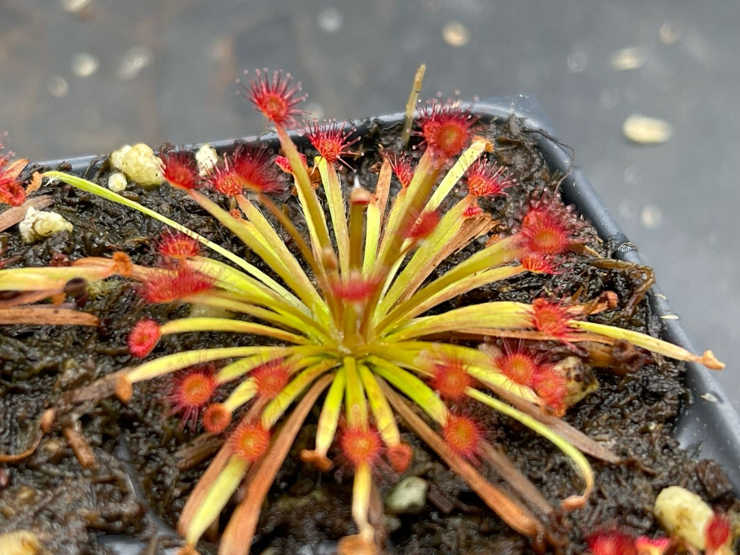 Drosera aff. lanata Arnhem Highway Very Limited!