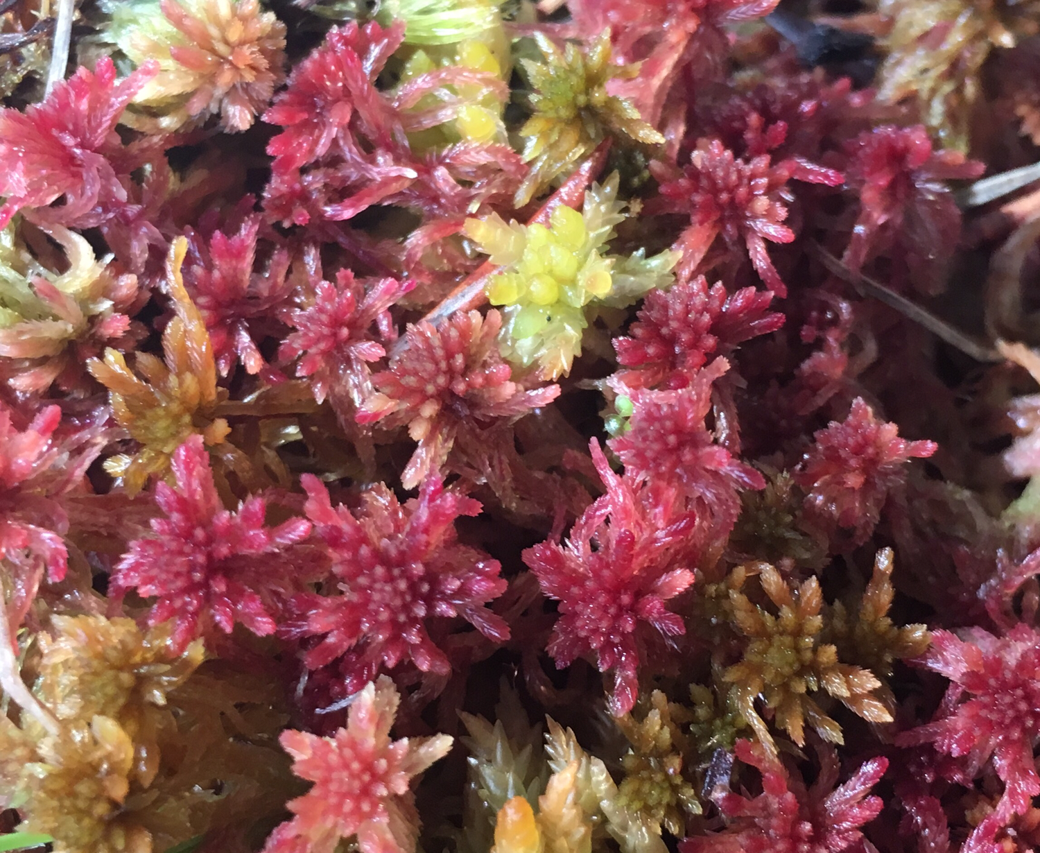 Live Green Sphagnum Moss for sale Canada