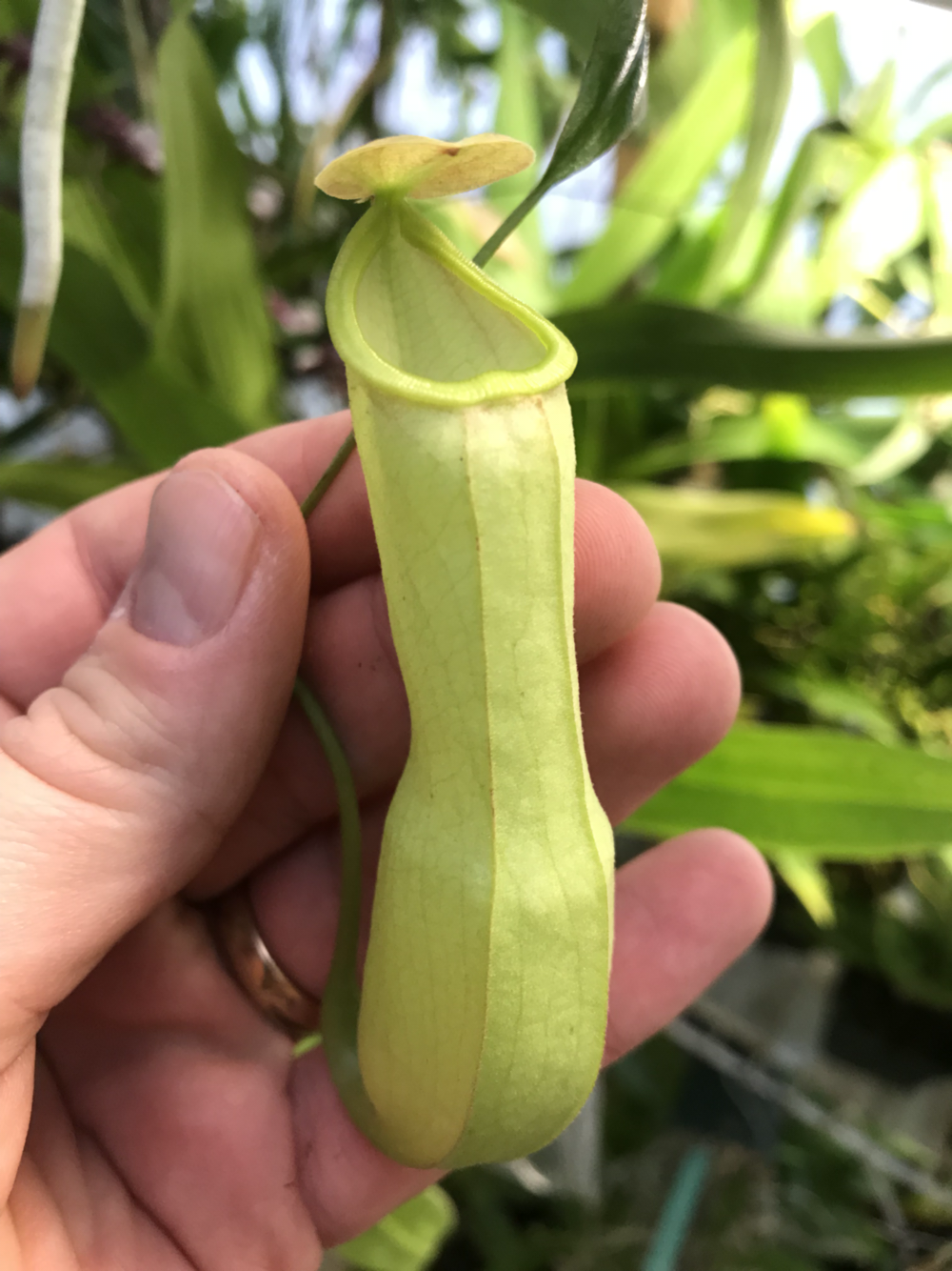 Nepenthes mirabilis for sale Carnivorous plants for sale Canada