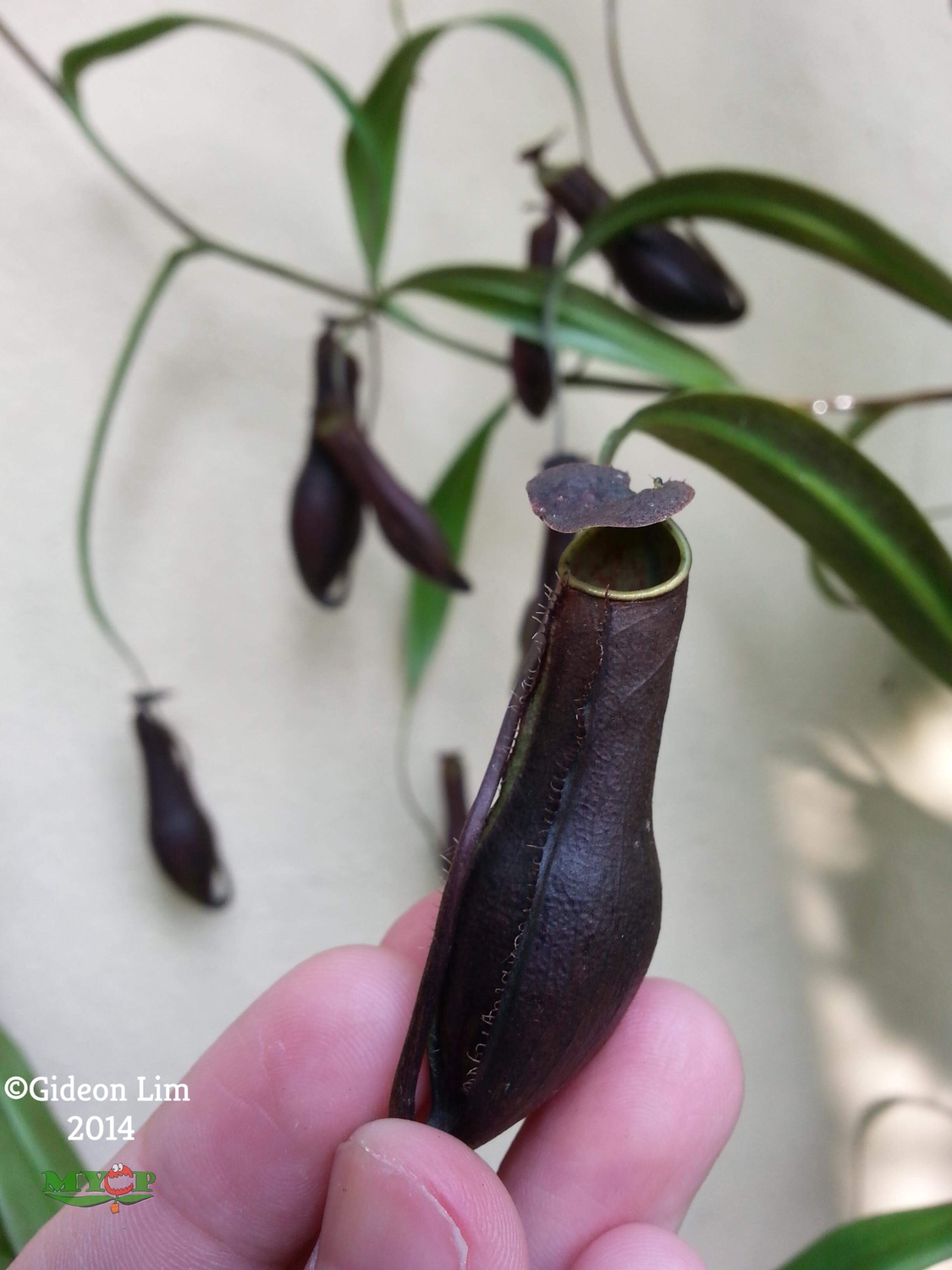 Nepenthes gracilis Carnivorous plants for sale Canada