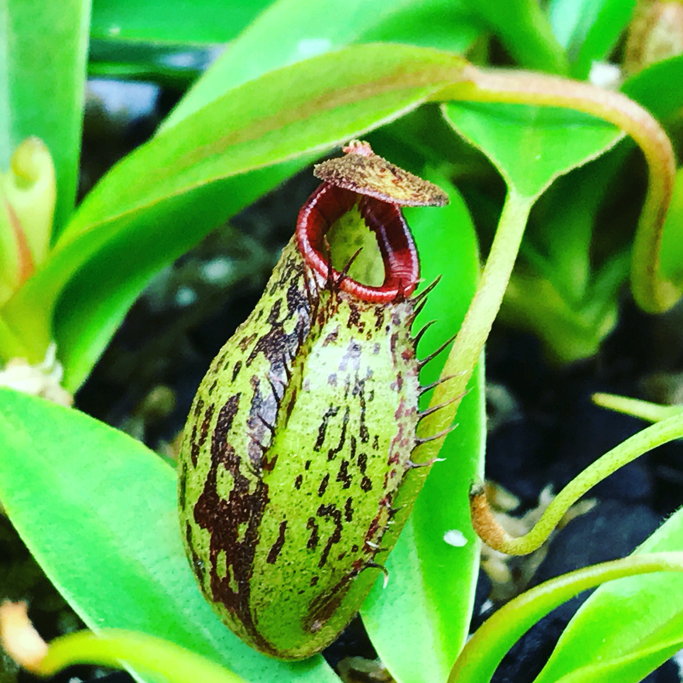Nepenthes for sale CaNepenthes spectabilis for sale Carnivorous plants
